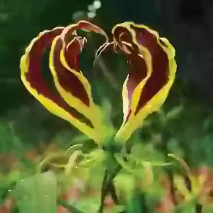 Gloriosa (Glory Lily)